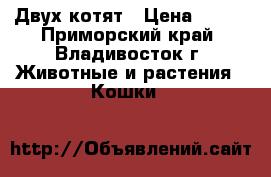 Двух котят › Цена ­ 100 - Приморский край, Владивосток г. Животные и растения » Кошки   